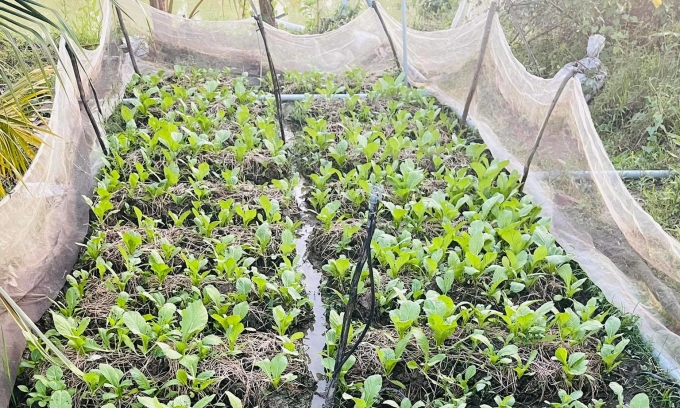 Fertilizer from durian peel is applied to green plants