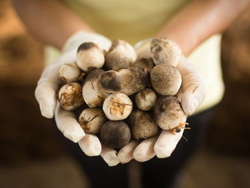 Finished straw mushrooms are grown economically with sawdust